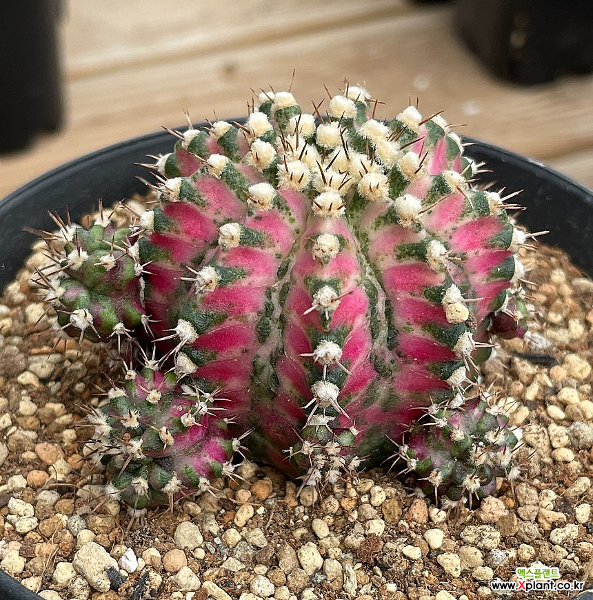 Gymnocalycium horstii X 03-19 Cactus - Xplant