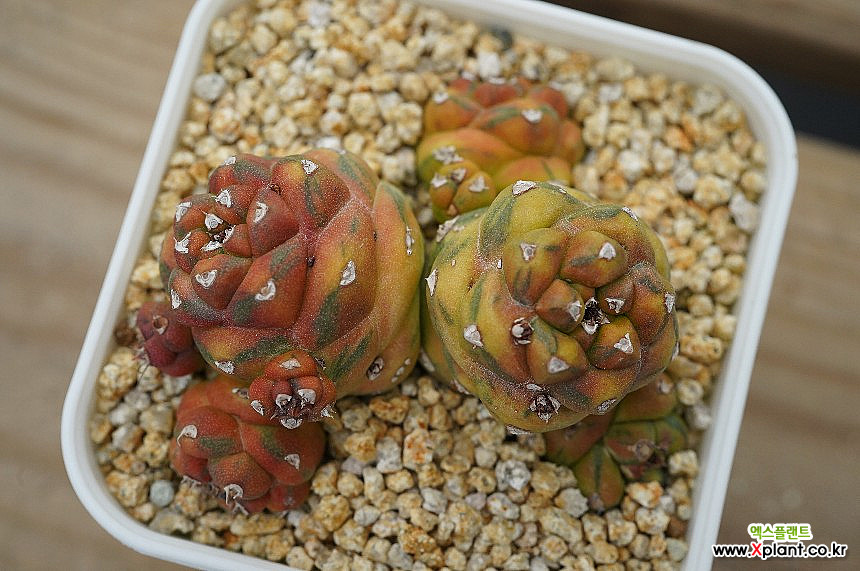모나데니움 리치아이금 Monadenium ritchiei var. - 다육농장 멕시코 : 선인장 - 엑스플랜트