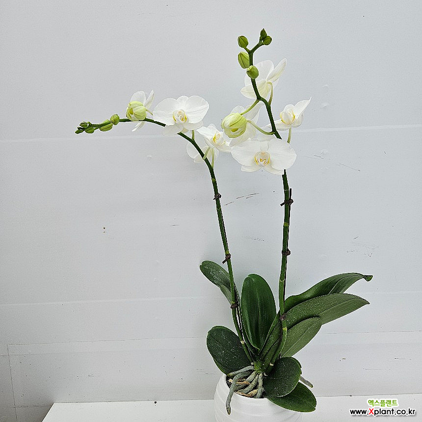 호접란 아마빌리스쌍대 : 공기정화식물 - 엑스플랜트