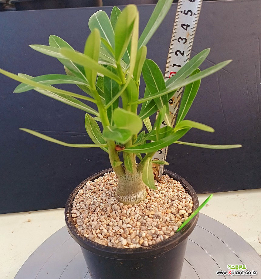 장미(773-1) 부산 아파트 현장 사진 1