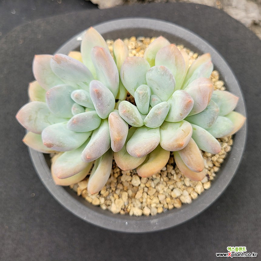弗雷费尔0919 0919 多肉植物 - Xplant