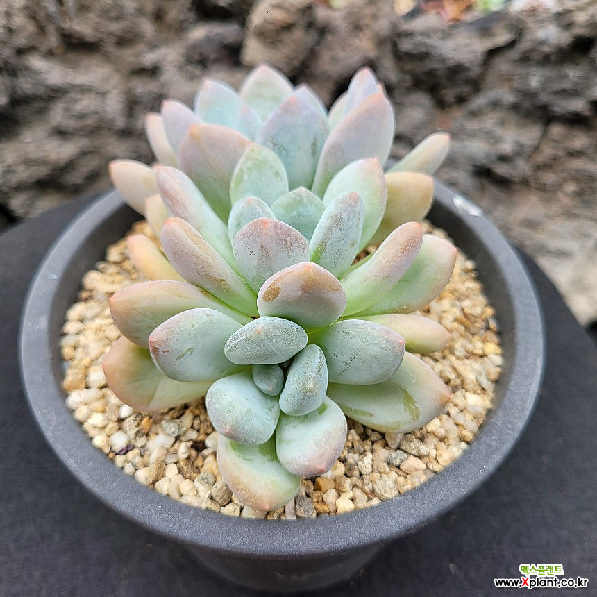 弗雷费尔0919 0919 多肉植物 - Xplant