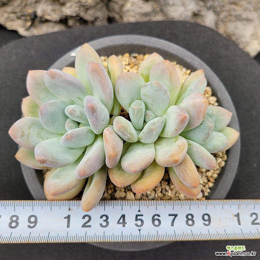 弗雷费尔0919 0919 多肉植物 - Xplant