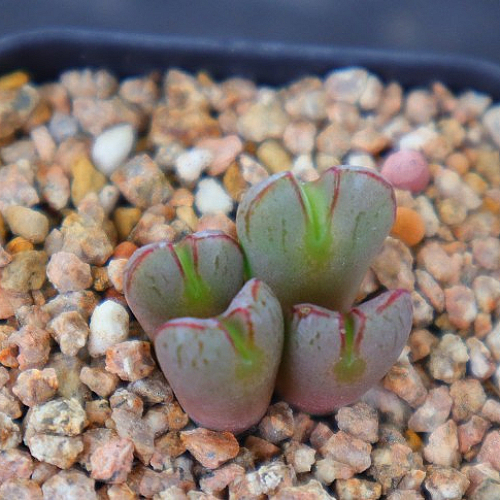 Conophytum bilobum Red 빌로붐 레드 CA2810 코노피튬 코노 다육식물 다육이 희귀 식물 꽃 화초 다육 판매 키우기