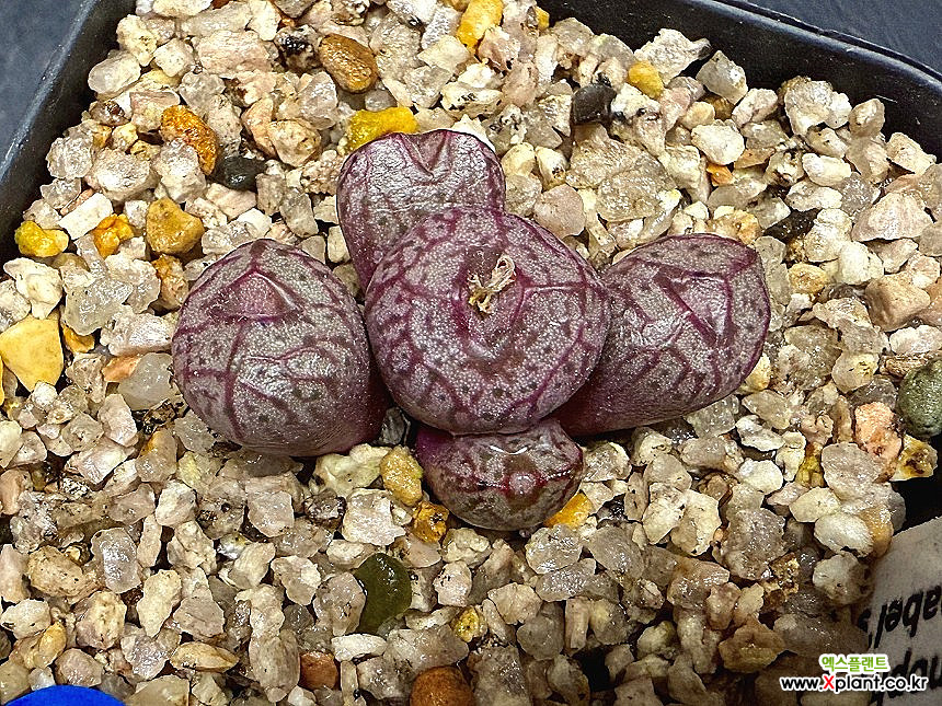 Conophytum marnierianum-5두(코노피튬 마니어리아넘10.11) : 코노피튬 - 엑스플랜트