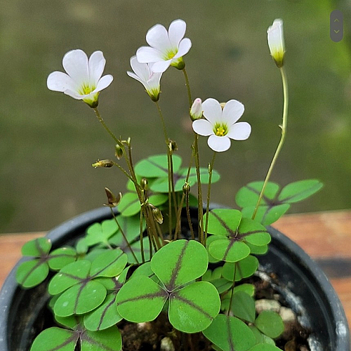 오르비사랑초 7010 - 야생화 꽃 나무 화초 식물