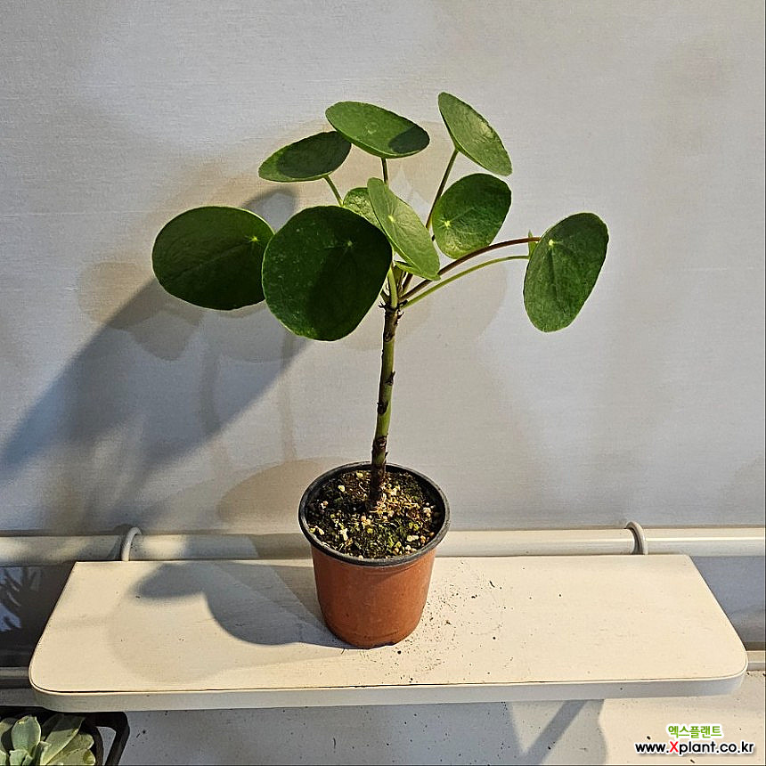 식공플랜츠 필레아페페 외목대 묵은둥이 플랜테리어 인테리어 식물 반려식물 20-30cm 79 : 공기정화식물 - 엑스플랜트