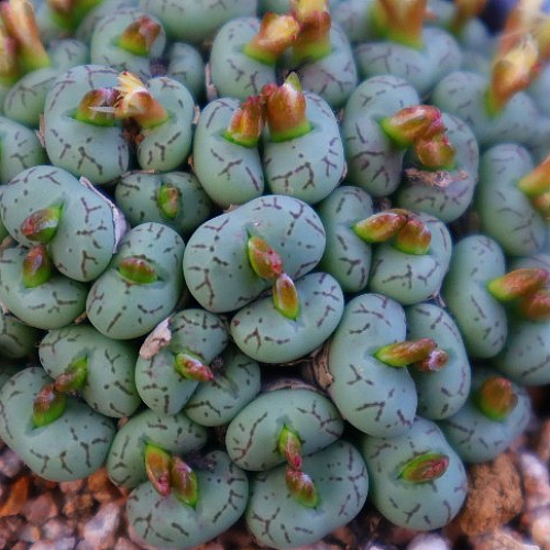 Conophytum Wittebergense 랜덤 할인 코노피튬 코노 다육식물 다육이 희귀 식물 꽃 화초 다육 판매 키우기