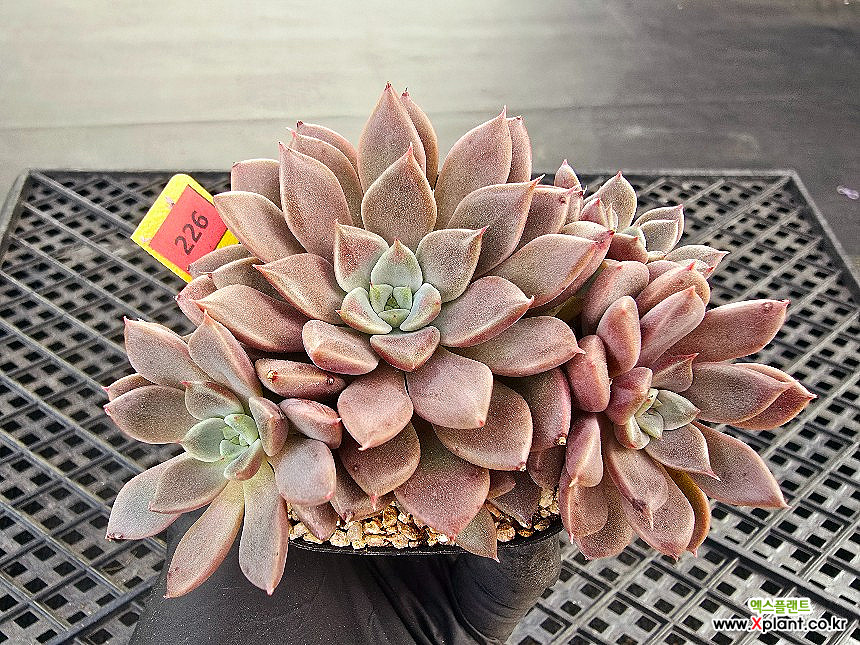 爱马仕11-226 11-226 多肉植物- Xplant