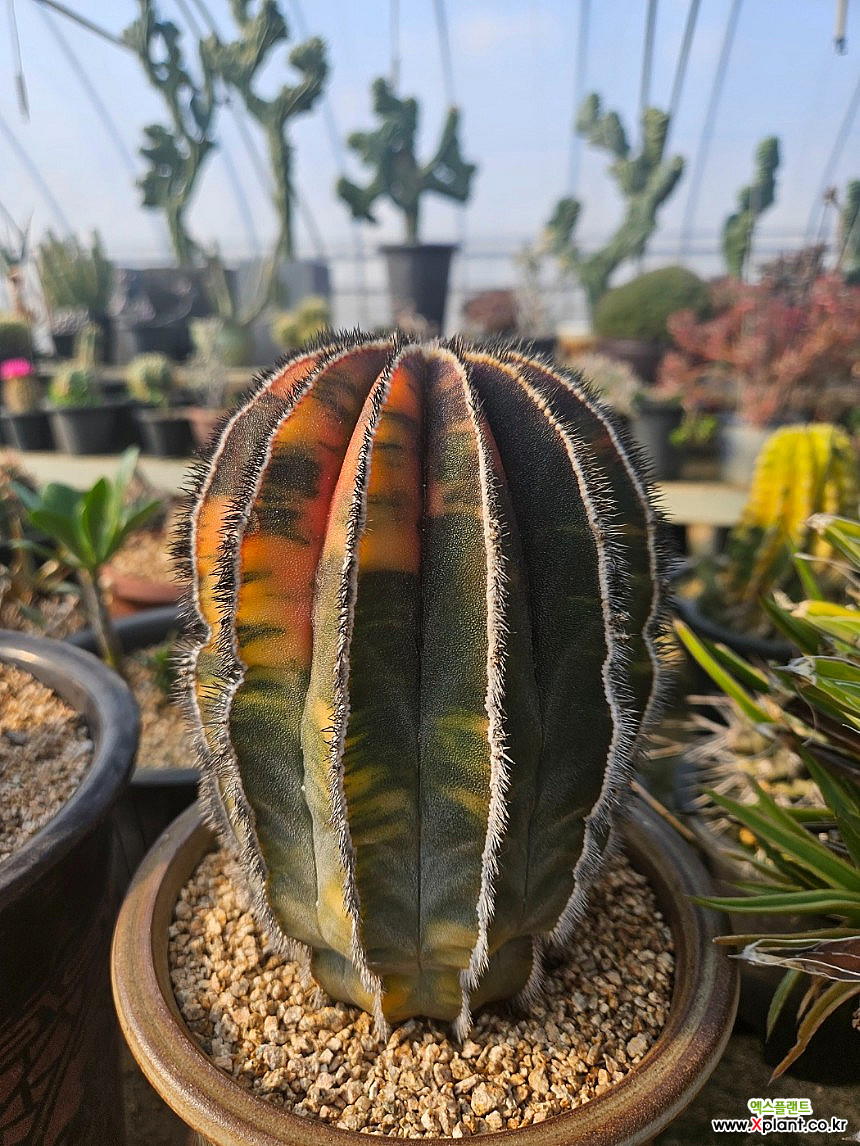 Uebelmannia pectinifera Cactus - Xplant