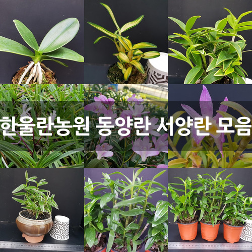 한울란농원 동양란 서양란 모음 : 석곡 - 엑스플랜트