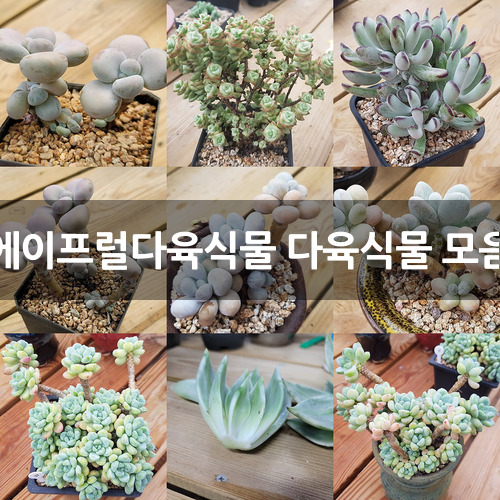 에이프럴다육식물 다육식물 모음 : 다육식물 - 엑스플랜트
