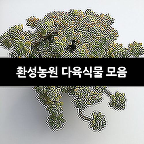 환성농원 다육식물 모음 : 다육식물 - 엑스플랜트