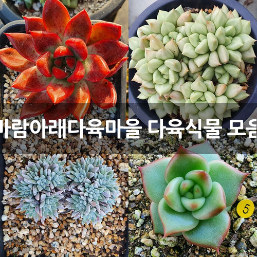 바람아래다육마을 다육식물 모음 : 다육식물 - 엑스플랜트