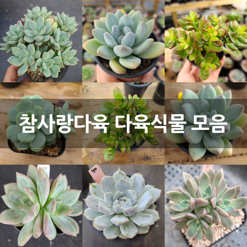 참사랑다육 다육식물 모음 : 다육식물 - 엑스플랜트