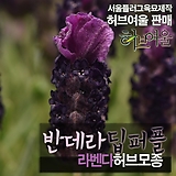 [허브여울모종] 반데라 딥퍼플 (라벤다 노지월동)  상토만사용 서울육묘생산 정품허브모종