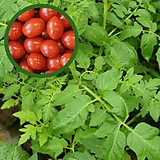 Solanum lycopersicum var. cerasiforme 