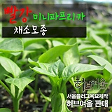 [허브여울모종] 빨강색 미니파프리카 채소모종 (상토만사용 서울육묘생산 정품모종)