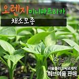 [허브여울모종] 오렌지색 미니파프리카 채소모종 (상토만사용 서울육묘생산 정품모종)