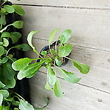 루꼴라/루꼴라모종/루꼴라식물