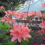 Rhododendron schlippenbachii H0.4 5,