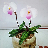 파피오페딜럼(델레나타).꽃大.여성스러운꽃(粉色색) 