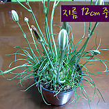 [허브여울다육]프린시피스(알부카/꽃에서香草比斯향구근식물)지름12cm中品花盆 []    12cm