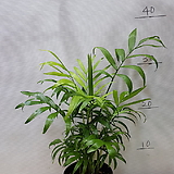 공기정화식물 30