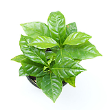 커피나무 실내공기정화식물 거실화분 인테리어식물 거실화분 플랜테리어 화초 관엽식물