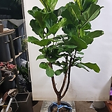 떡갈고무나무 특대품 (180cm~2m)