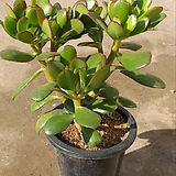 Crassula argentea f variegata /