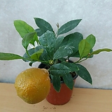 레몬나무
