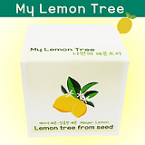 나만의 레몬키우기 달콤한 메이어레몬 Meyer Lemon