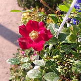 Rosa multiflora ///