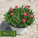 迷你빨강(Lampranthusspectabilis)지름15cm中品다육花盆 []    15cm