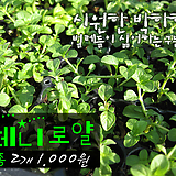 페니로얄민트 (모기 벌레퇴치) 허브모종 2개(1000원) 서울육묘생산 정품(단일품목 5천원 이상 배송가능)