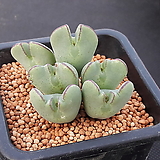 Conophytum 일반종bilobum种子10립(등길랑CS029) bilobum  10