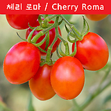 체리 로마 Cherry Roma 달콤한 토마토 희귀토마토 교육 체험용