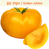 골든쥬빌리 Golden Jubilee 달콤희귀토마토교육체험용