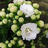 [진아플라워] 몽글몽글 겹꽃 가랑코에 칼란디바 035