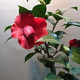 Camellia japonica 75-90