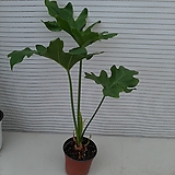 Philodendron Selloum 