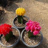 비모란 선인장 3종 세트 - 빨강,노랑,핑크