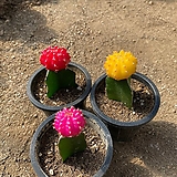 미니 비모란 선인장 3종 세트 - 빨강,노랑,핑크