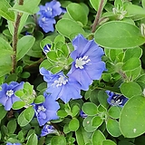 분위기 있는 칼라 아메리칸블루 개화시기 길어요 블루꽃 파랑꽃