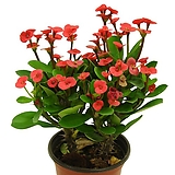 꽃기린(빨강/레드/적색꽃) 다육이 선인장 사계절 키우기쉬운식물