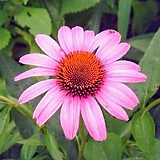 Echinacea purpurea 5, ,