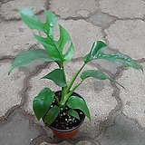 히메몬스테라/수잎식물