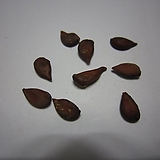 산돌배나무 씨앗 50g(1000립)
