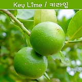 키라임나무 나만의라임 Key Lime 라임키우기세트 교육용 체험용
